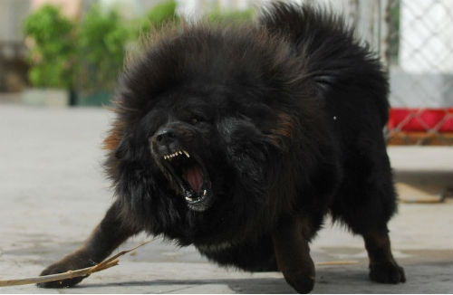 Tibet bulldog