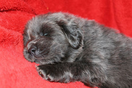 cachorro mastín tibetano