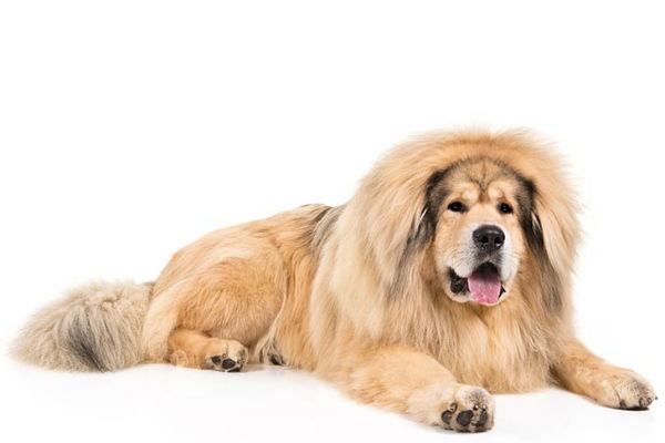 tibetan mastiff breed