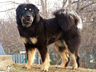 tibet bulldog
