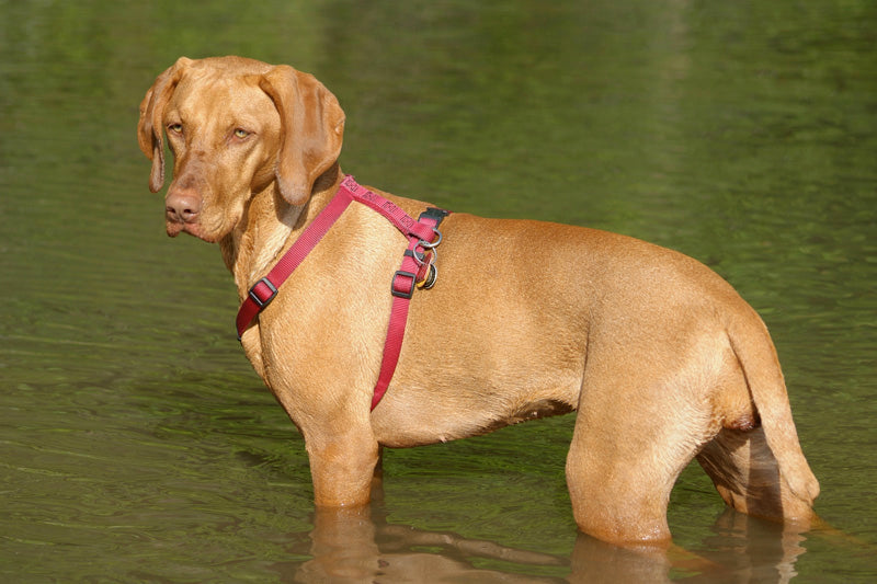 Vizsla or Hungarian Pointer