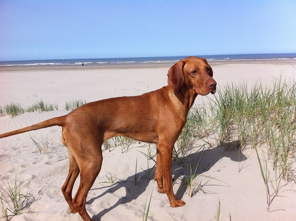 Vizsla or Hungarian Pointer