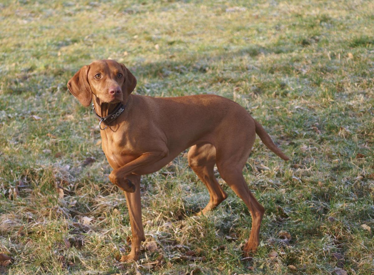 Vizsla or Hungarian Pointer