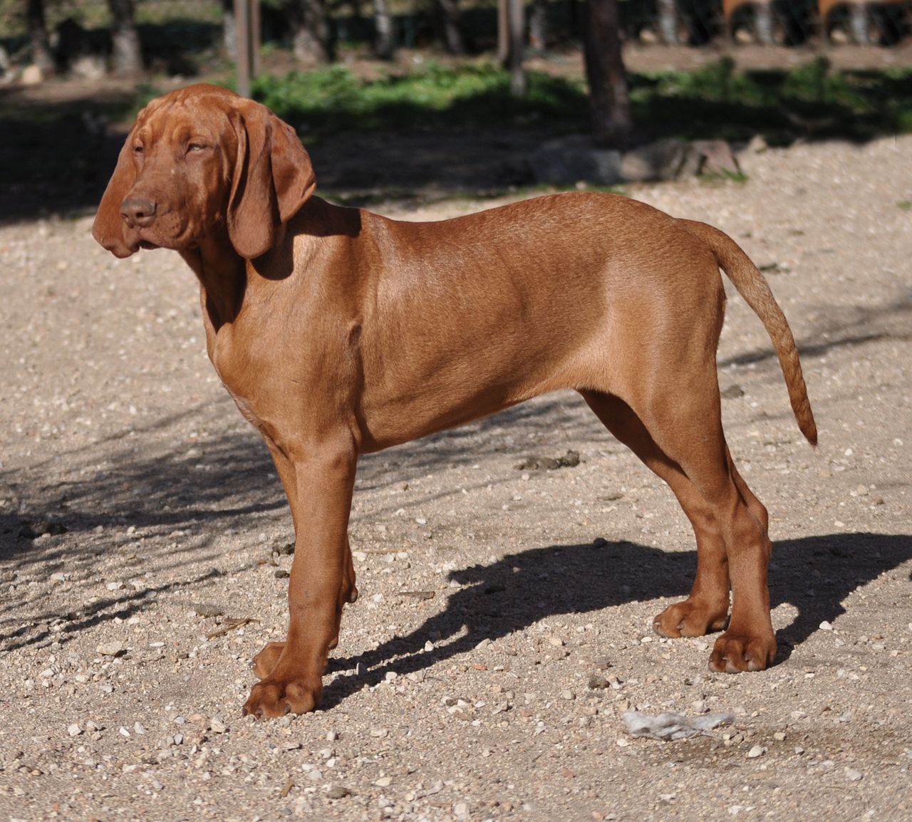 Vizsla ou ponteiro húngaro