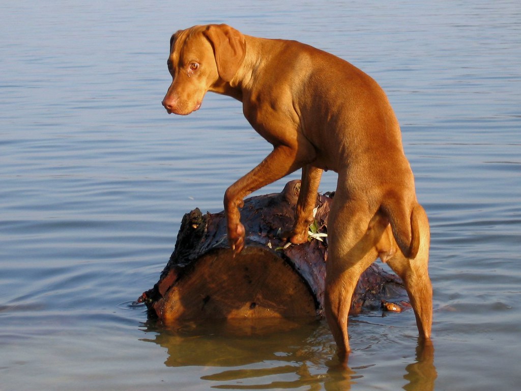 Vizsla or Hungarian Pointer