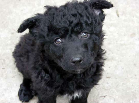 Croatian Shepherd Dog puppy