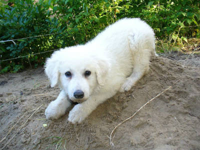 Kuvasz cub