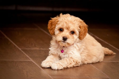 cachorrinho maltipoo