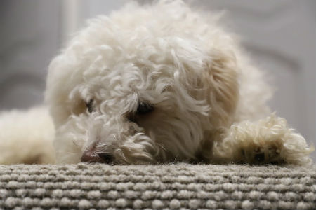 Maltipoo Mestizo