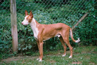 ibiza hound