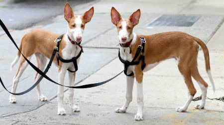 Filhotes de cão de Ibiza