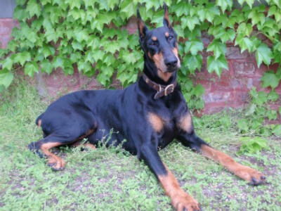 Doberman breed