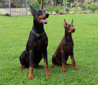 cor de cabelo doberman