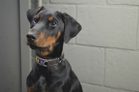 Chiot Doberman