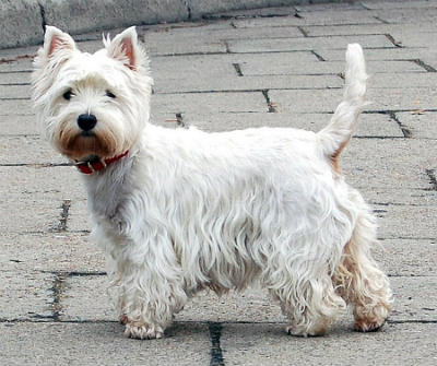 terrier branco escocês