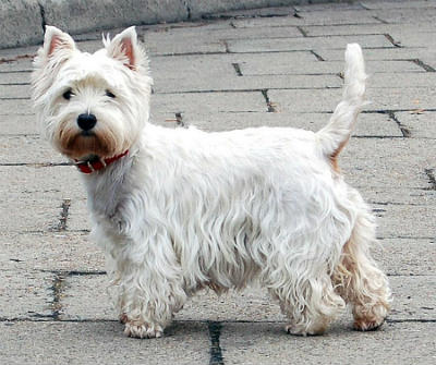 scottish white terrier