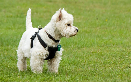 scotland white terrier