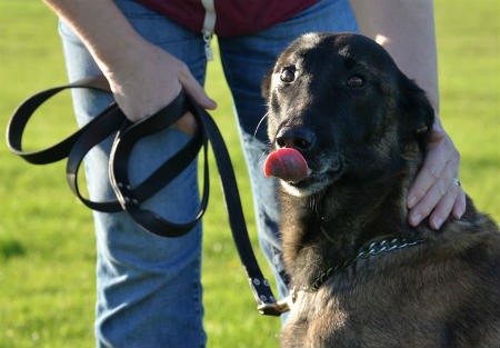 adoption of an adult dog