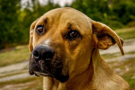 conheça o temperamento do canino