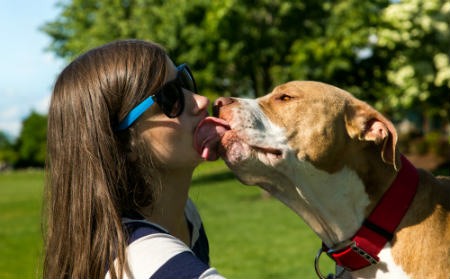 Adopter un chien plus âgé