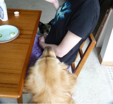 Ignore the canine while eating