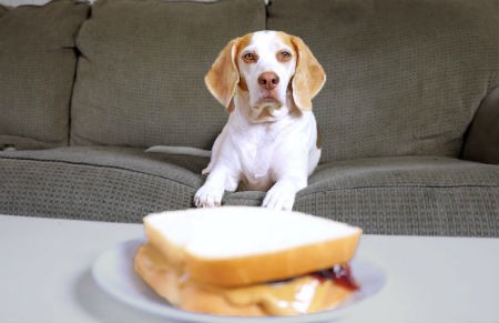 train your dog not to ask for food