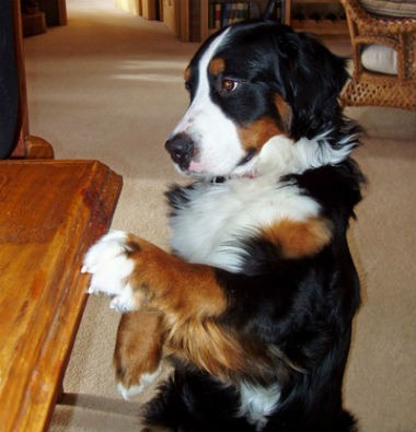 evite que seu cachorro fique em cima da mesa