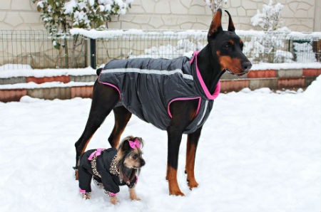 clothes for dogs
