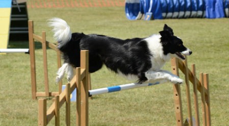 Agility dog ​​sport