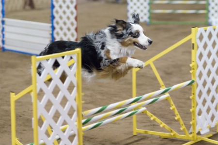 Agility competitions