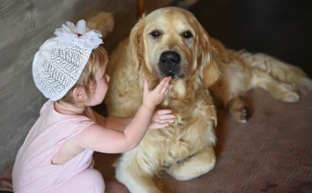 labrador and golden retriever