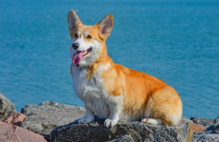 Galês Pembroke Corgi