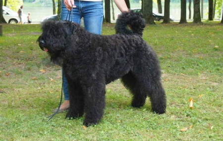 Bouvier des Fland