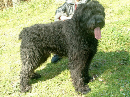 Raça Mountain Dog da Flandres