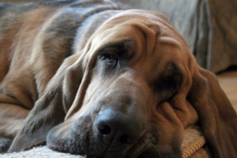 bloodhound breed