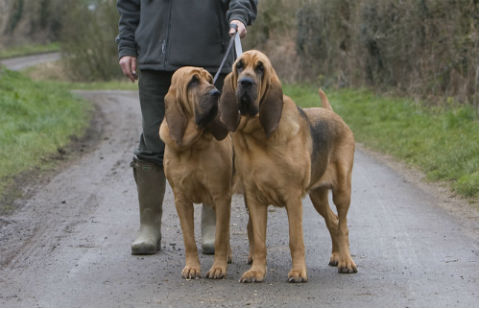 adiestrar Bloodhound