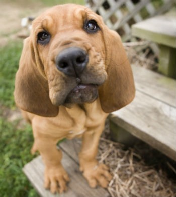 cachorro Bloodhound