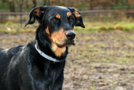 Chien de Beauce