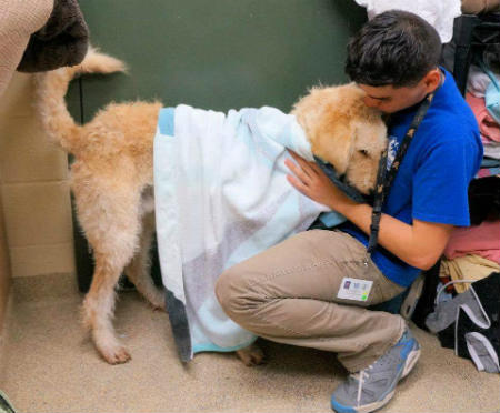 Actividades de las protectoras de animales