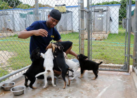 proteção e cuidado de cães