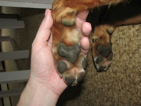 cleaning dog paws