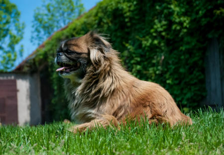 raza Pekines