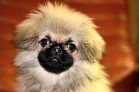 Pekingese dog