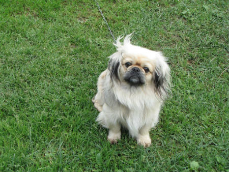 Formation de Pekines