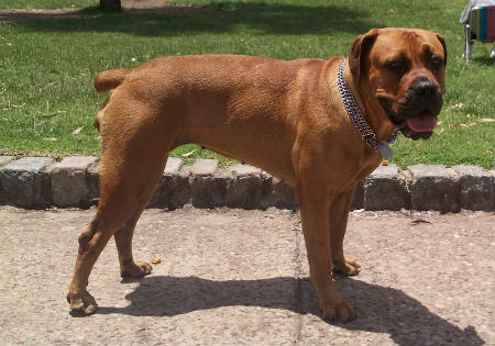 Raça Boerboel