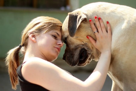 caracter del Boerboel