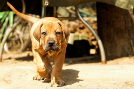 cachorro Boerboel