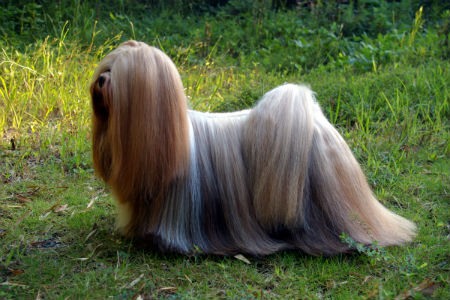 lhasa dog