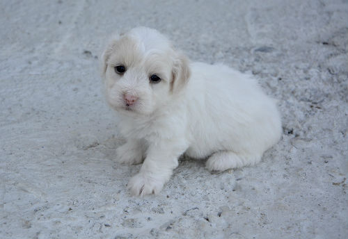 Chiot de coton en tulear