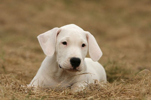 Argentine Dogo puppy